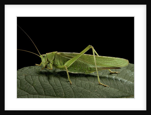Tettigonia viridissima (great green bush-cricket) - female by Anonymous