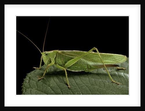 Tettigonia viridissima (great green bush-cricket) - female by Anonymous