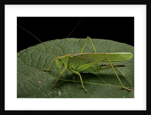 Tettigonia viridissima (great green bush-cricket) - female by Anonymous