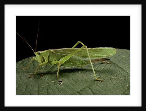 Tettigonia viridissima (great green bush-cricket) - female by Anonymous