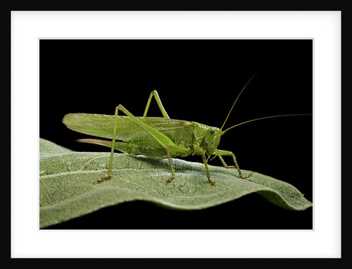 Tettigonia viridissima (great green bush-cricket) - female by Anonymous