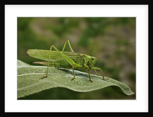 Tettigonia viridissima (great green bush-cricket) - female by Anonymous