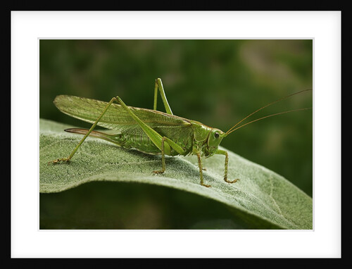 Tettigonia viridissima (great green bush-cricket) - female by Anonymous