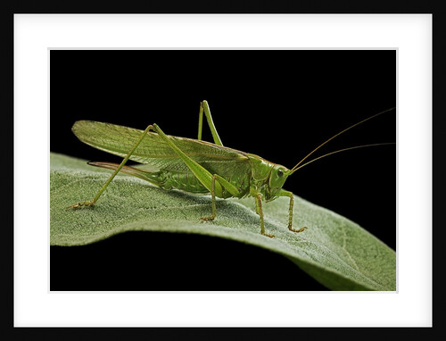 Tettigonia viridissima (great green bush-cricket) - female by Anonymous