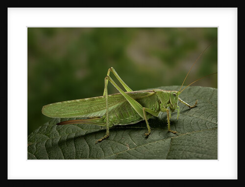 Tettigonia viridissima (great green bush-cricket) - female by Anonymous