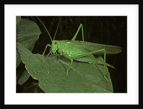 Tettigonia viridissima (great green bush-cricket) - female by Anonymous