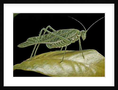 Katydid or bush-cricket or long-horned grasshopper by Anonymous