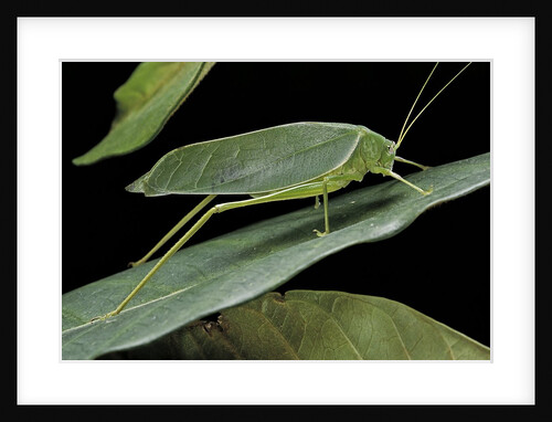 Katydid or bush-cricket or long-horned grasshopper by Anonymous