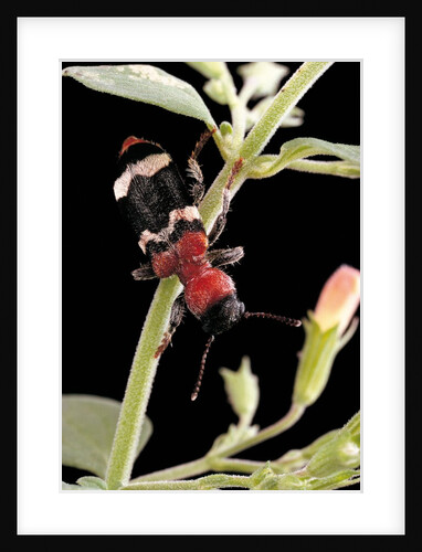 Thanasimus formicarius (ant beetle, european red-bellied clerid) by Anonymous
