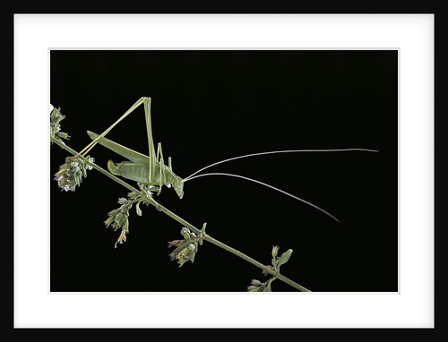 Tylopsis lilifolia (lily bush-cricket) by Anonymous