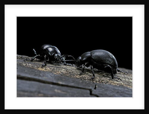 Timarcha tenebricosa (bloody-nosed beetle, blood spewing beetle) by Anonymous