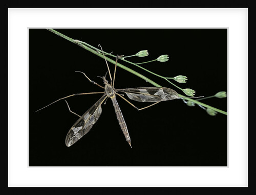 Tipula maxima (crane fly) by Anonymous