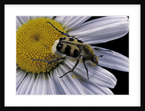 Trichius fasciatus (bee beetle) by Anonymous