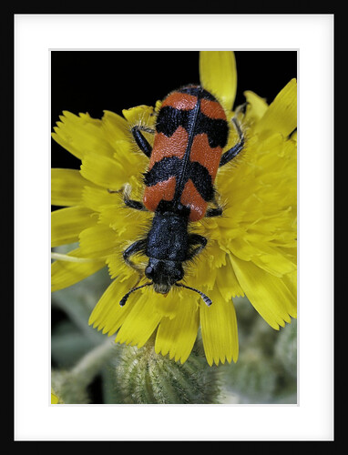 Trichodes alvearius (soldierbeetle, checkered beetle) by Anonymous