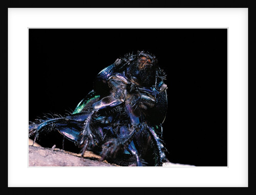 Trypocopris pyrenaeus (earth-boring dung beetle) by Anonymous