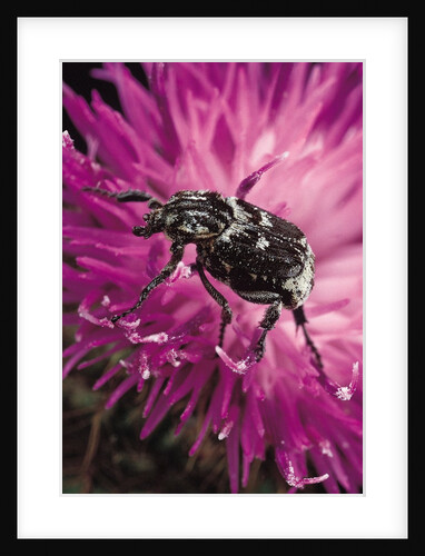 Valgus hemipterus (flower beetle) by Anonymous