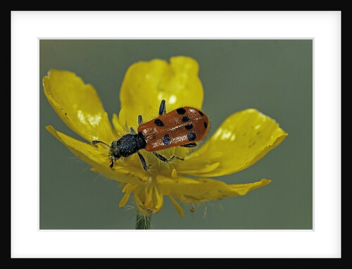 Trichodes octopunctatus (checkered beetle) by Anonymous