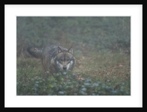 Gray wolf (Canis lupus), Bavarian Forest National Park. by Anonymous