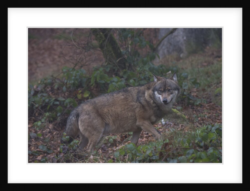 Gray wolf (Canis lupus), Bavarian Forest National Park. by Anonymous