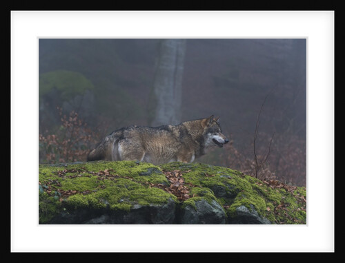 Gray wolf (Canis lupus), Bavarian Forest National Park. by Anonymous