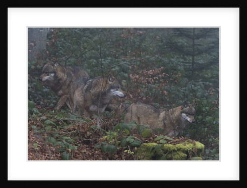 Gray wolves (Canis lupus), Bavarian Forest National Park. by Anonymous