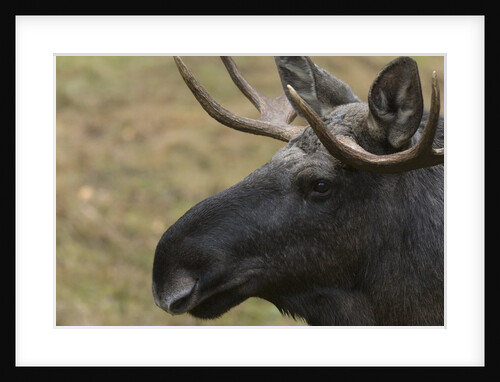 Eurasian elk (Alces alces), Bavarian Forest National Park. by Anonymous