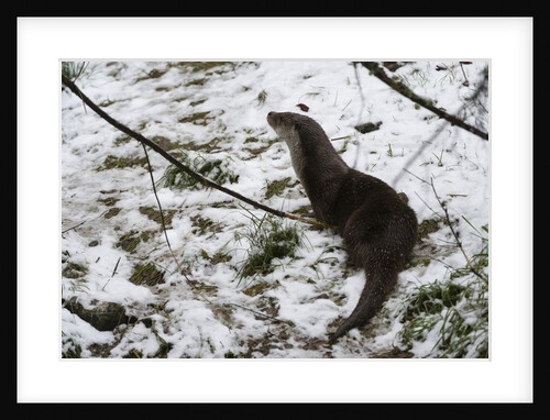 European otter (Lutra lutra), Bavarian Forest National Park. by Anonymous