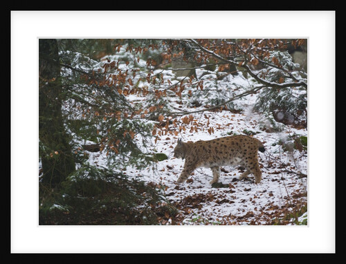 European lynx (Lynx linx), Bavarian Forest National Park. by Anonymous