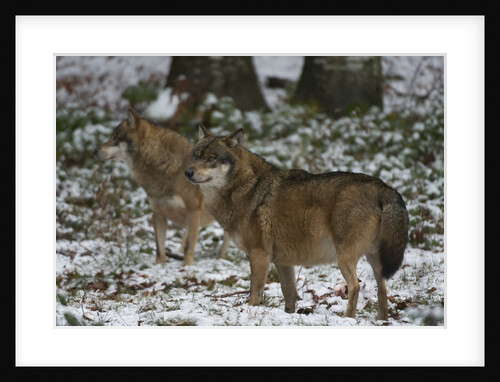 Gray wolves (Canis lupus), Bavarian Forest National Park. by Anonymous
