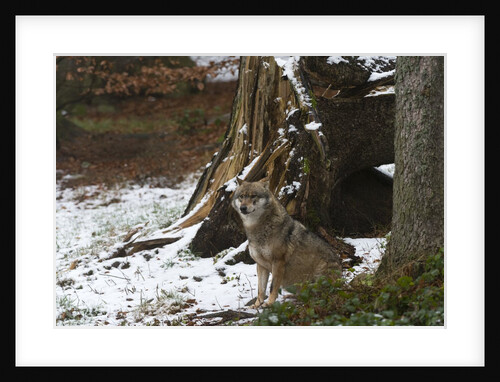 Gray wolf (Canis lupus), Bavarian Forest National Park. by Anonymous