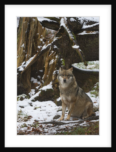 Gray wolf (Canis lupus), Bavarian Forest National Park. by Anonymous