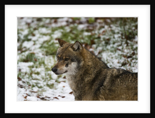 Gray wolf (Canis lupus), Bavarian Forest National Park. by Anonymous