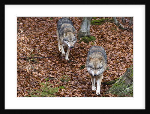 Gray wolves (Canis lupus), Bavarian Forest National Park. by Anonymous