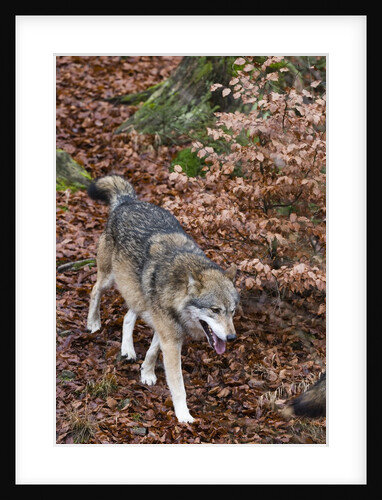 Gray wolf (Canis lupus), Bavarian Forest National Park. by Anonymous