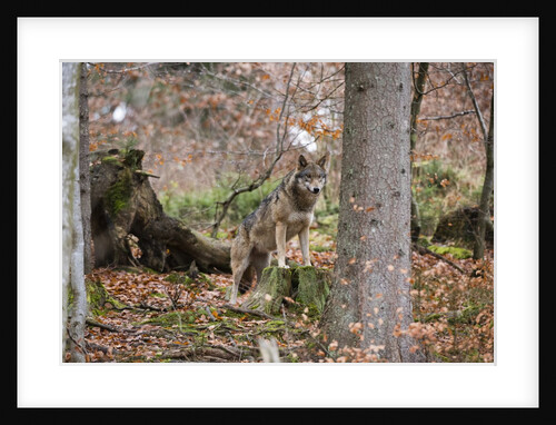 Gray wolf (Canis lupus), Bavarian Forest National Park. by Anonymous