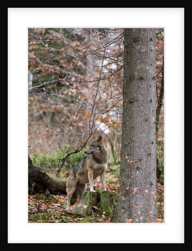 Gray wolf (Canis lupus), Bavarian Forest National Park. by Anonymous