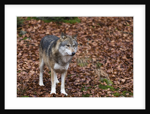 Gray wolf (Canis lupus), Bavarian Forest National Park. by Anonymous