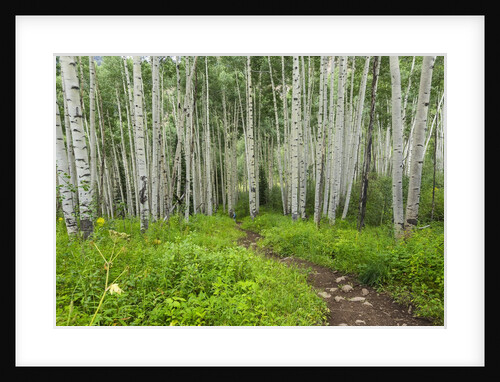 Hiking in the Aspen trees forest On the Trail to the American Lake. by Anonymous