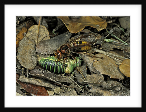 Vespa crabro (european hornet) - feeding on a bushcricket by Anonymous
