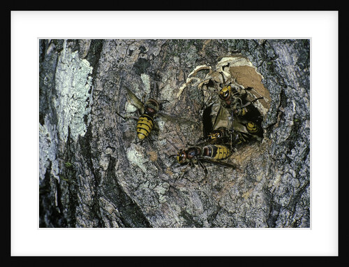Vespa crabro (european hornet) - nest entrance in a tree trunk by Anonymous