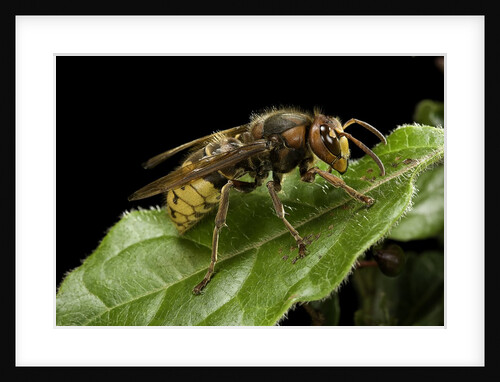 Vespa crabro (european hornet) by Anonymous