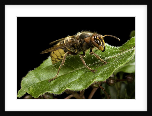 Vespa crabro (european hornet) by Anonymous