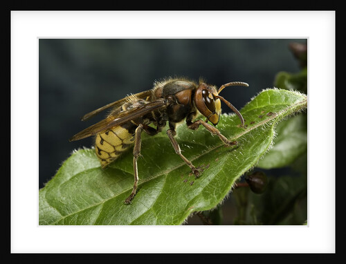 Vespa crabro (european hornet) by Anonymous