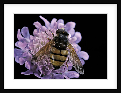 Volucella inanis (lesser hornet hoverfly) by Anonymous
