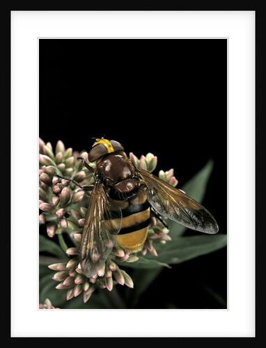 Volucella zonaria (hornet mimic hoverfly) by Anonymous