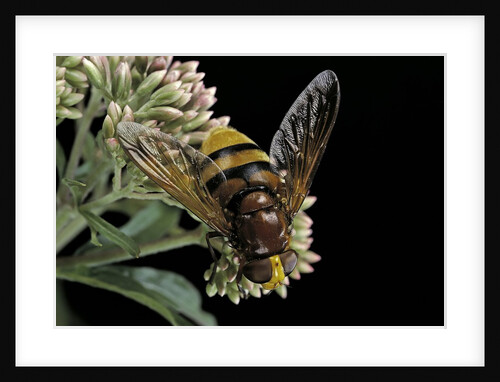 Volucella zonaria (hornet mimic hoverfly) by Anonymous