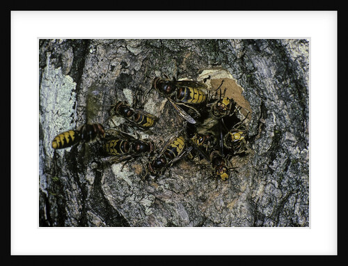Vespa crabro (european hornet) - nest entrance in a tree trunk by Anonymous