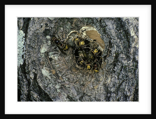 Vespa crabro (european hornet) - nest entrance in a tree trunk by Anonymous