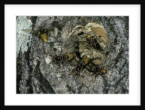 Vespa crabro (european hornet) - nest entrance in a tree trunk by Anonymous