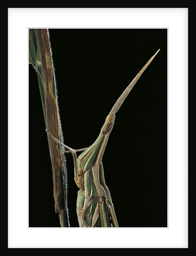 Xenotruxalis fenestrata (short-horned grasshopper) - portrait by Anonymous